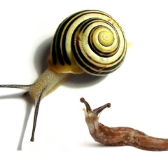 Slugvsnail