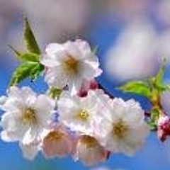 Farhang Sharif-Abu Ata