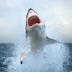 great white