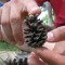 Pine_cone