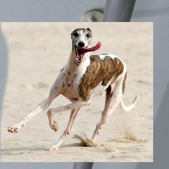 fuc kyes ik no wka rate