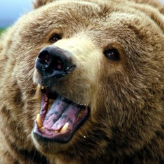 -bears-