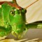 FL iP - ....
