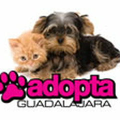 adopta