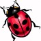 LadyBugmka