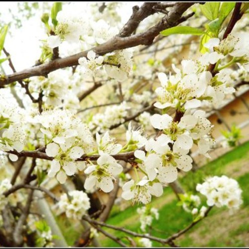 Sakura-anata-ni-deaete-yokatta