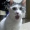 Catzrow