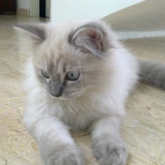 Lembing Awang Pulang Ke Dayang Ost By Manbono