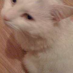 cloudbabi