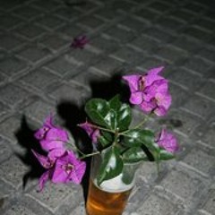 Moisé Camaron Caballo