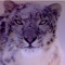 Wildphotoz