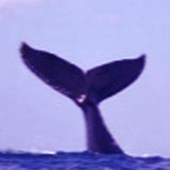 Overfed Whale