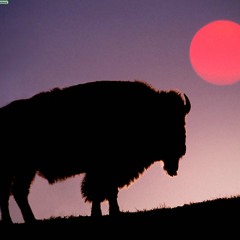 buffalo!