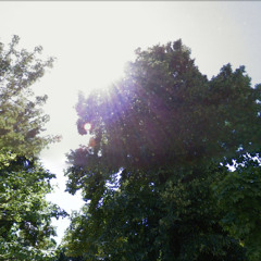 Needloef de Parcamont