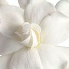 Gardenias Floral