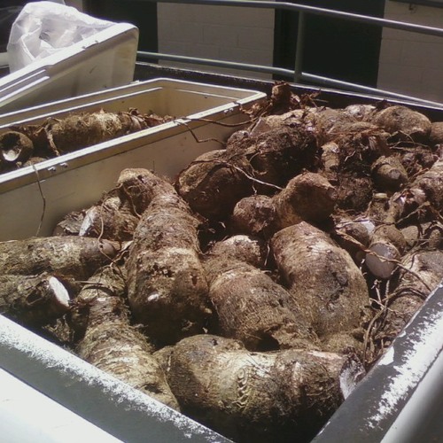 Soundcloud homework simpson picture