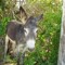 donkey