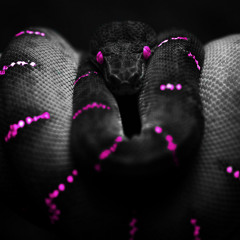 Viper7