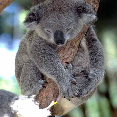 Scrappy Koala