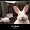 Zuc0 ()_()