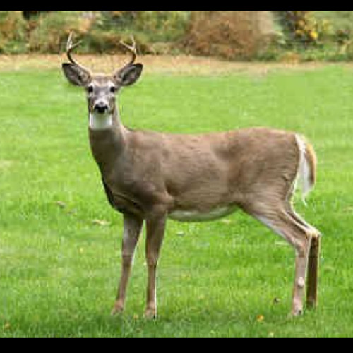 The Seed 2.0 (The Roots)