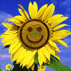 Happy Sunflower