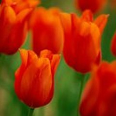 Daniela Niembro Maldonado