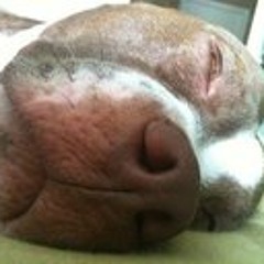 Johnnie Joey Caraballo