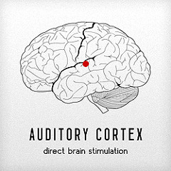 Auditory Cortex