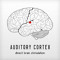 Auditory Cortex