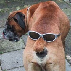 BackoftheDog