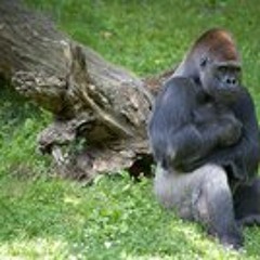 Michael Gregory, Musician