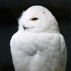 Tim Schumacher sonst so