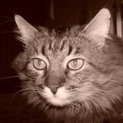 KingImagine=Bass Assassin