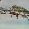 iDEAL Recordings