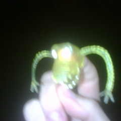 zipppideee