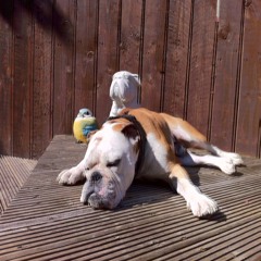 malky m (lazydug promo's)