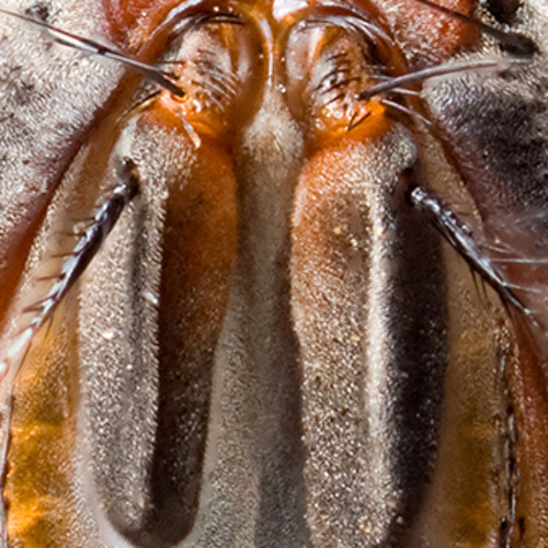 Ream Daranoi - Fai Yen