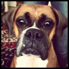 The Chase "Pheobe's Face"