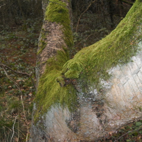 Untitled #3 (Sigur Ros Cover)