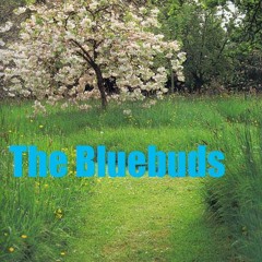 the bluebuds
