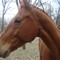 German Warmblood