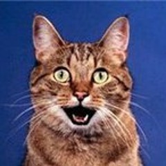 A Person That Likes Music