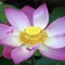 mysticlotus
