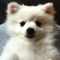 Phil Youngman-Reineck