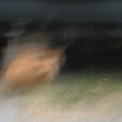 DyingPretentiousBastards