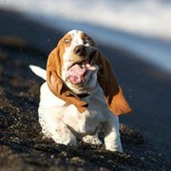 Jesper Alexander Kindt