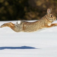 LapinVolant