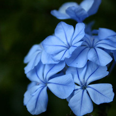plumbago