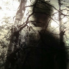 L' Ours Noir